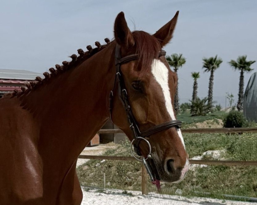 horse
